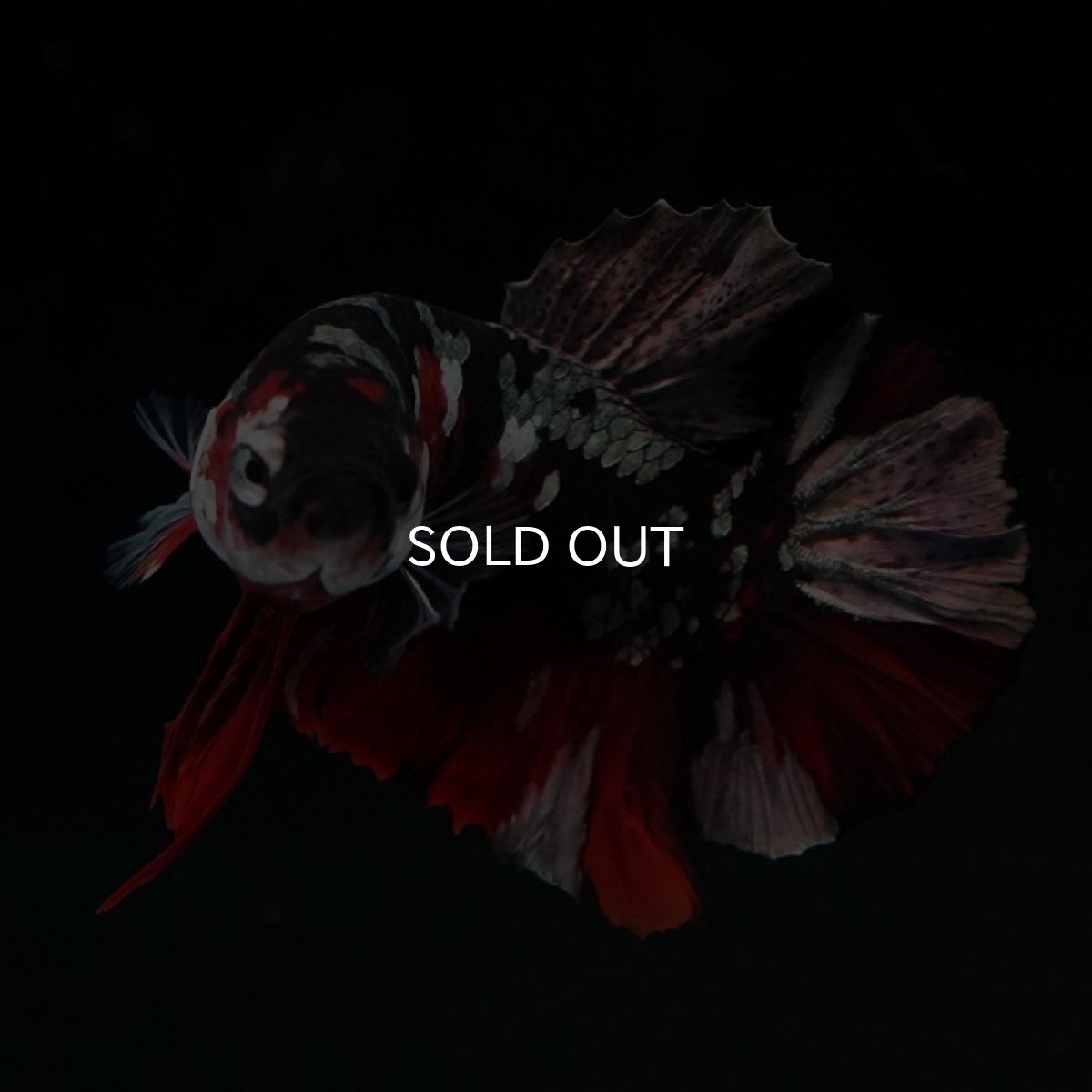 画像15: HMPK 鯉カッパー (15)