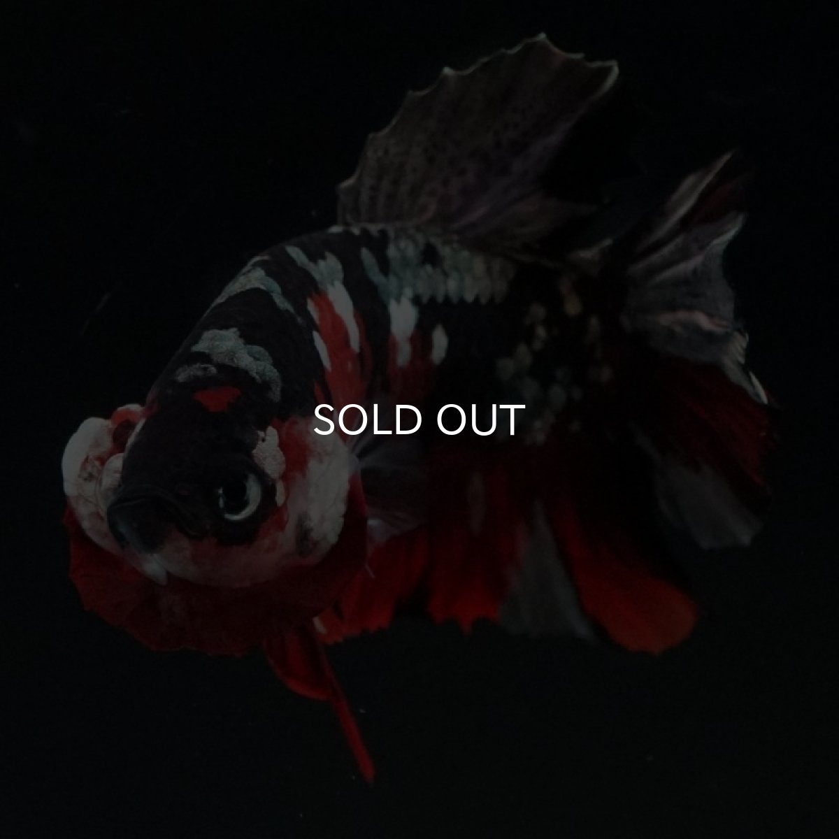 画像4: HMPK 鯉カッパー (4)