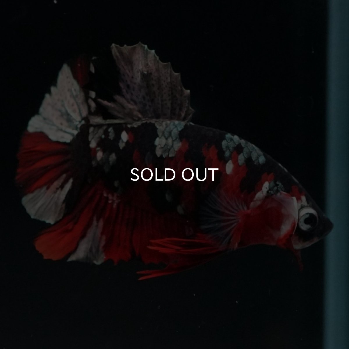 画像14: HMPK 鯉カッパー (14)