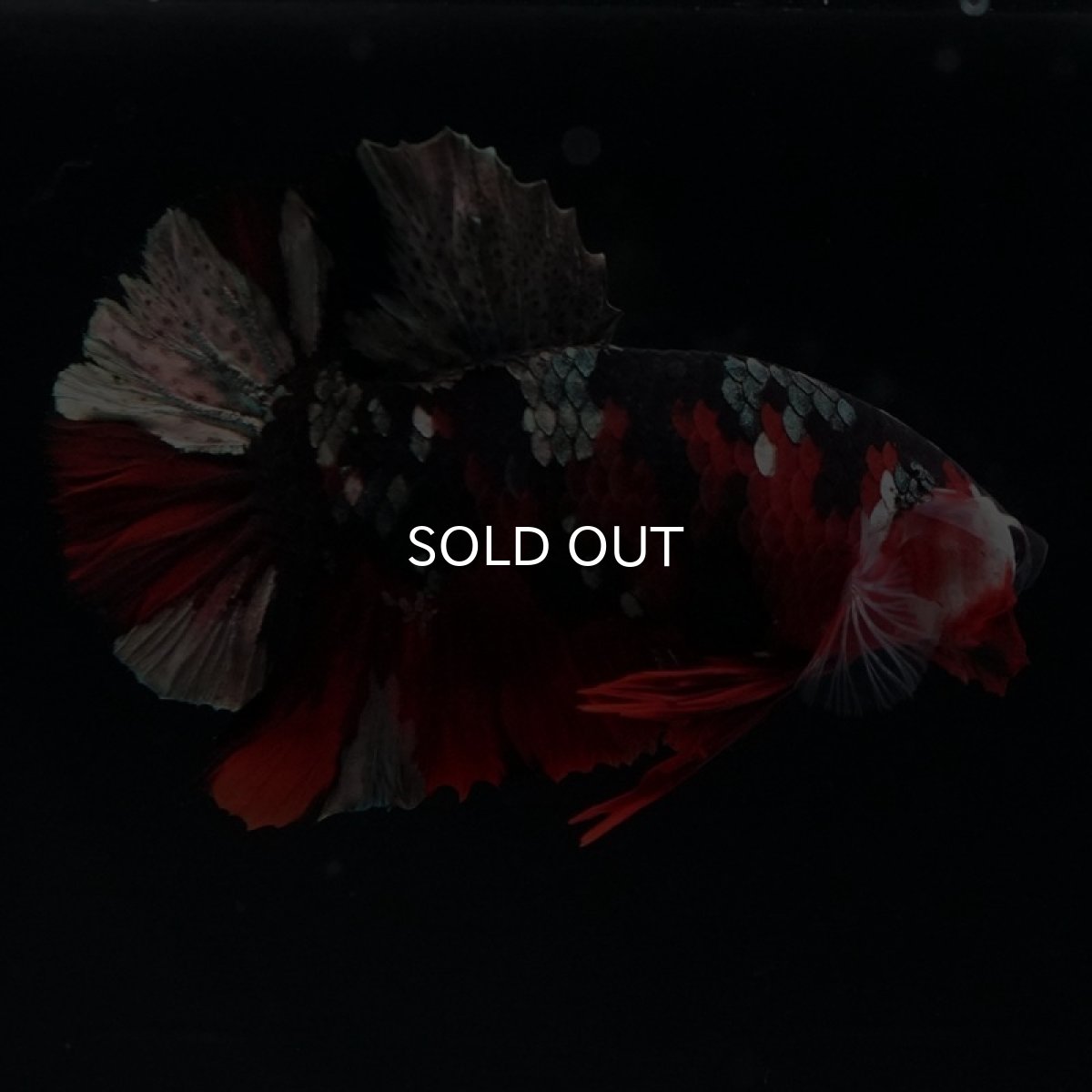 画像13: HMPK 鯉カッパー (13)