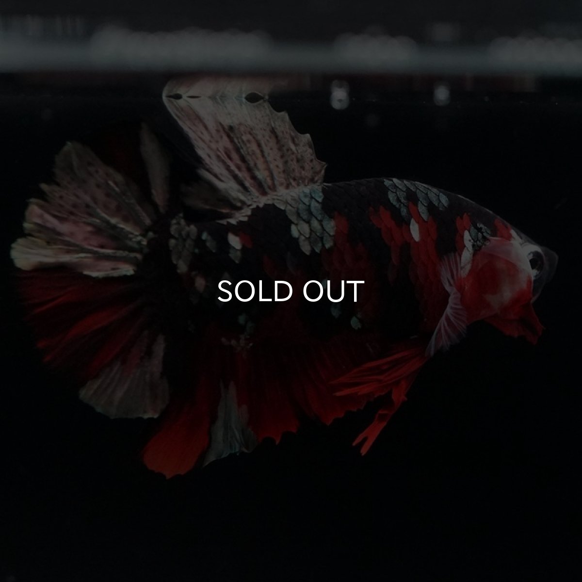 画像12: HMPK 鯉カッパー (12)