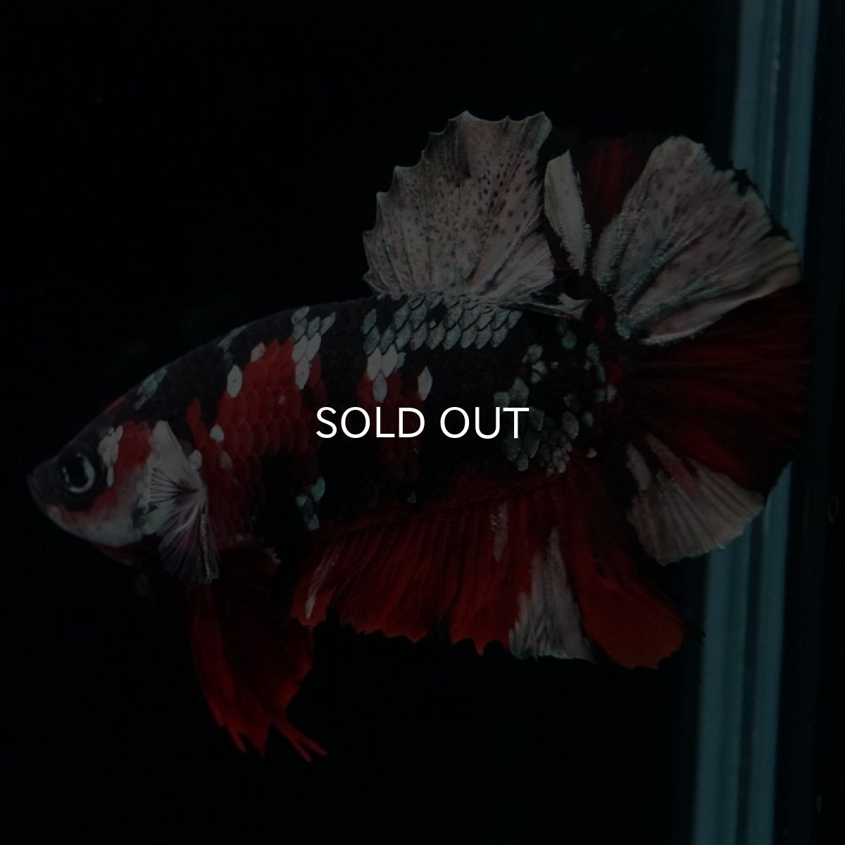 画像11: HMPK 鯉カッパー (11)