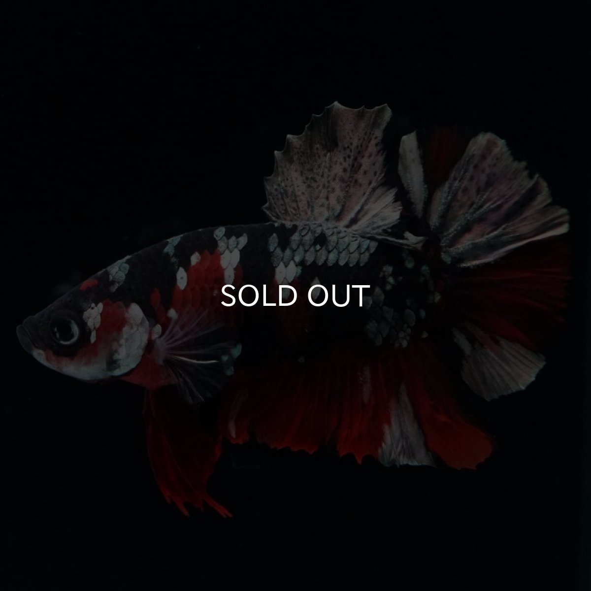 画像10: HMPK 鯉カッパー (10)