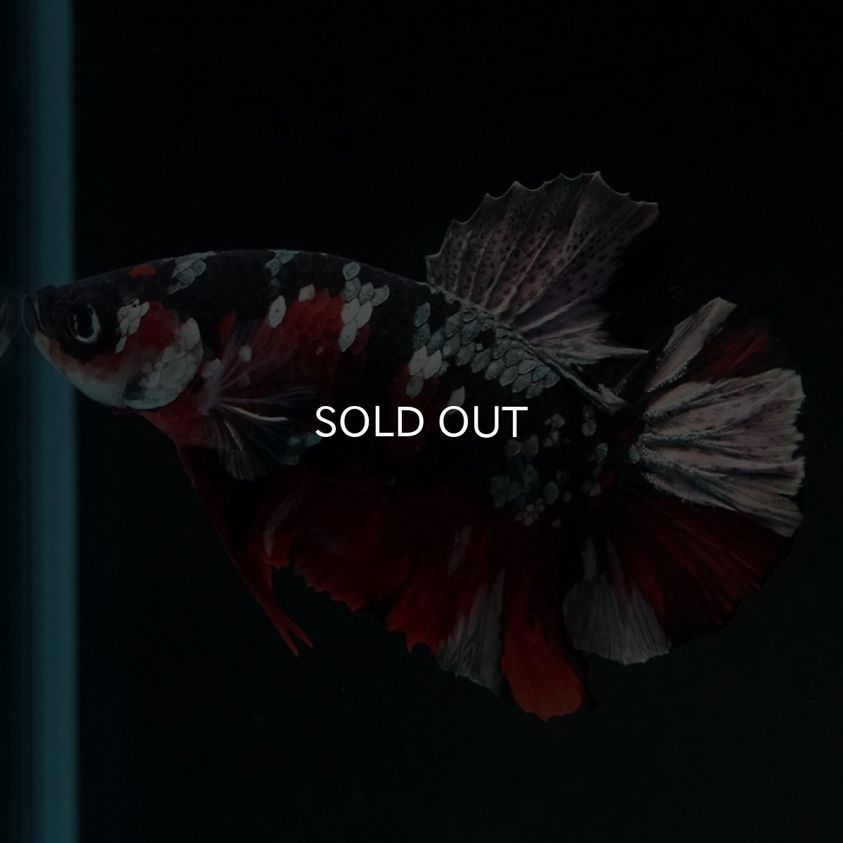 画像9: HMPK 鯉カッパー (9)