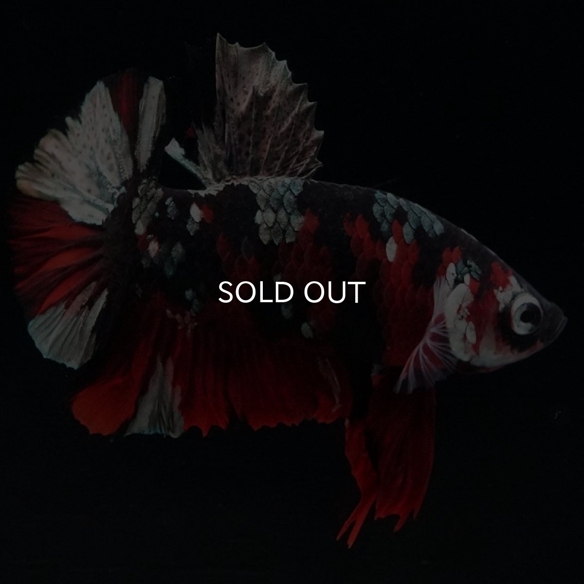 画像3: HMPK 鯉カッパー (3)