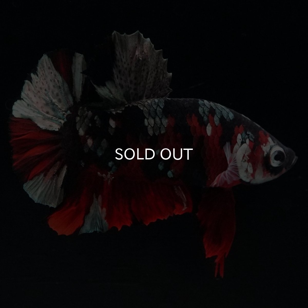 画像8: HMPK 鯉カッパー (8)