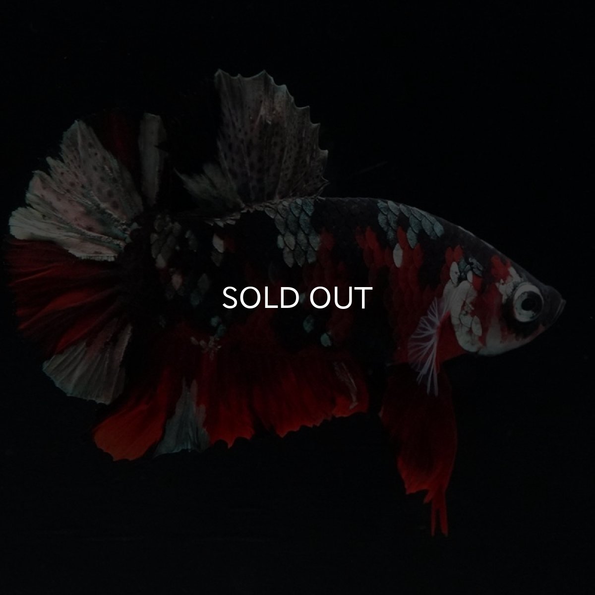 画像7: HMPK 鯉カッパー (7)