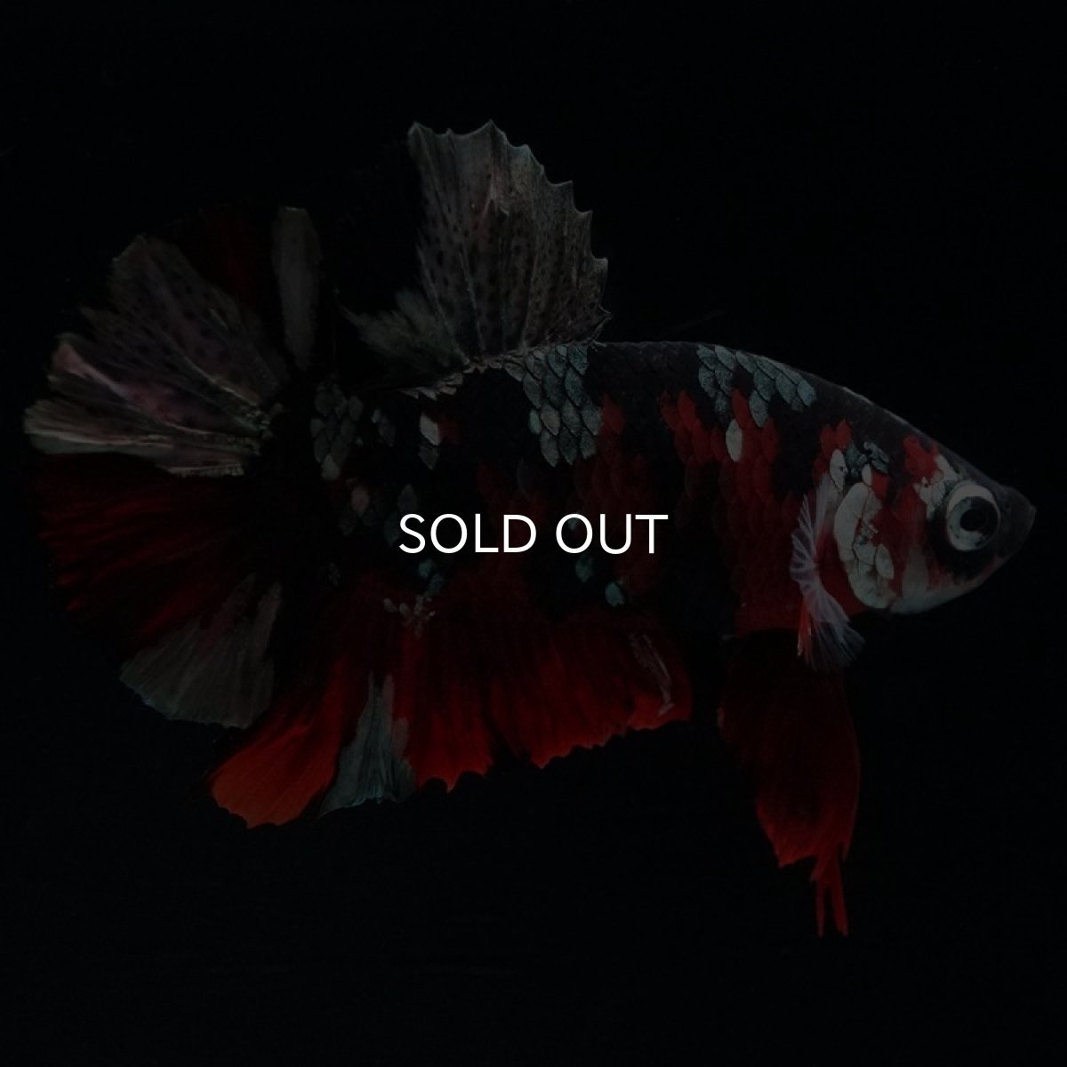 画像6: HMPK 鯉カッパー (6)