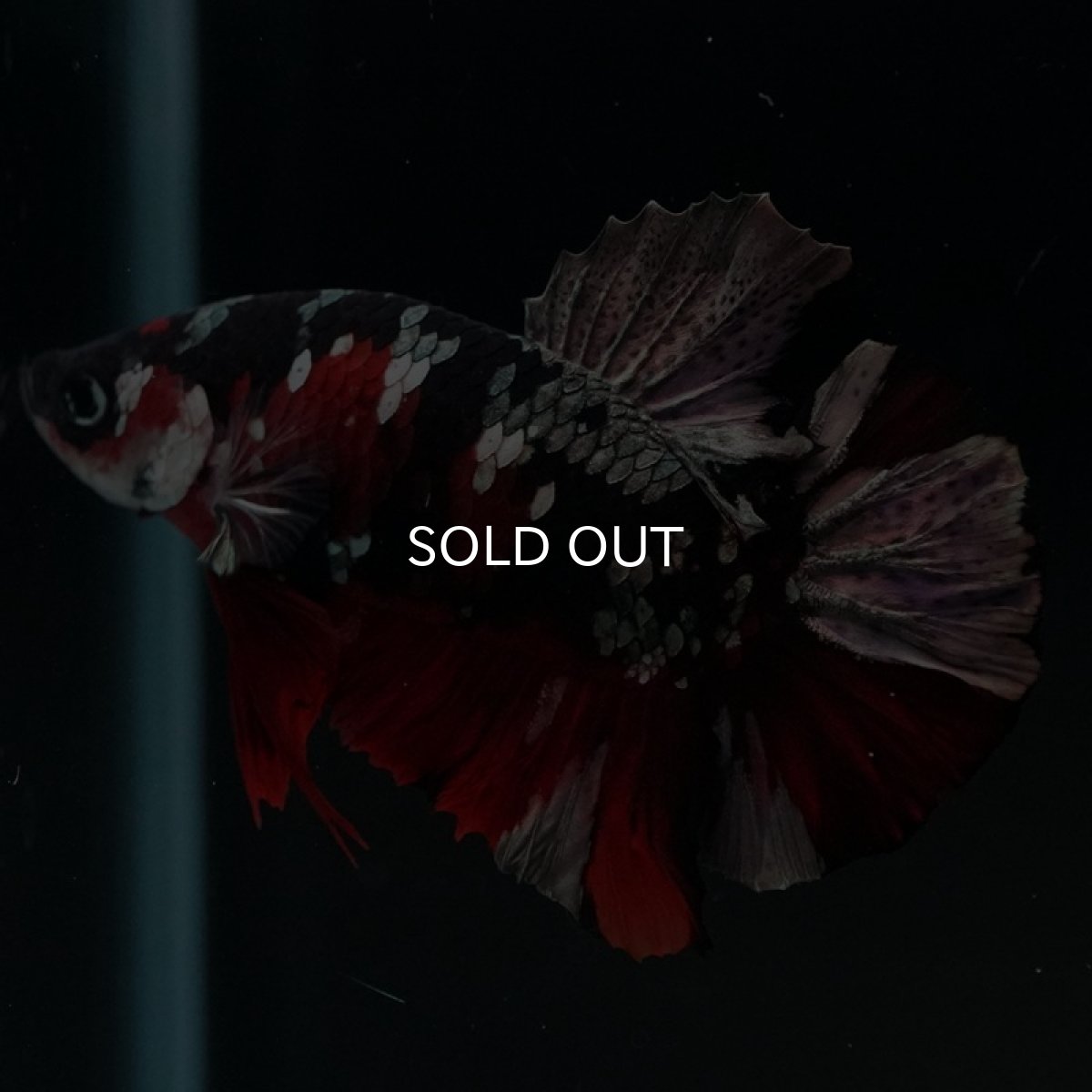 画像5: HMPK 鯉カッパー (5)