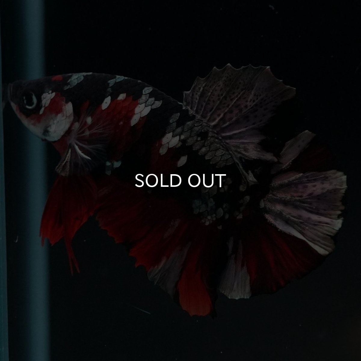 画像2: HMPK 鯉カッパー (2)