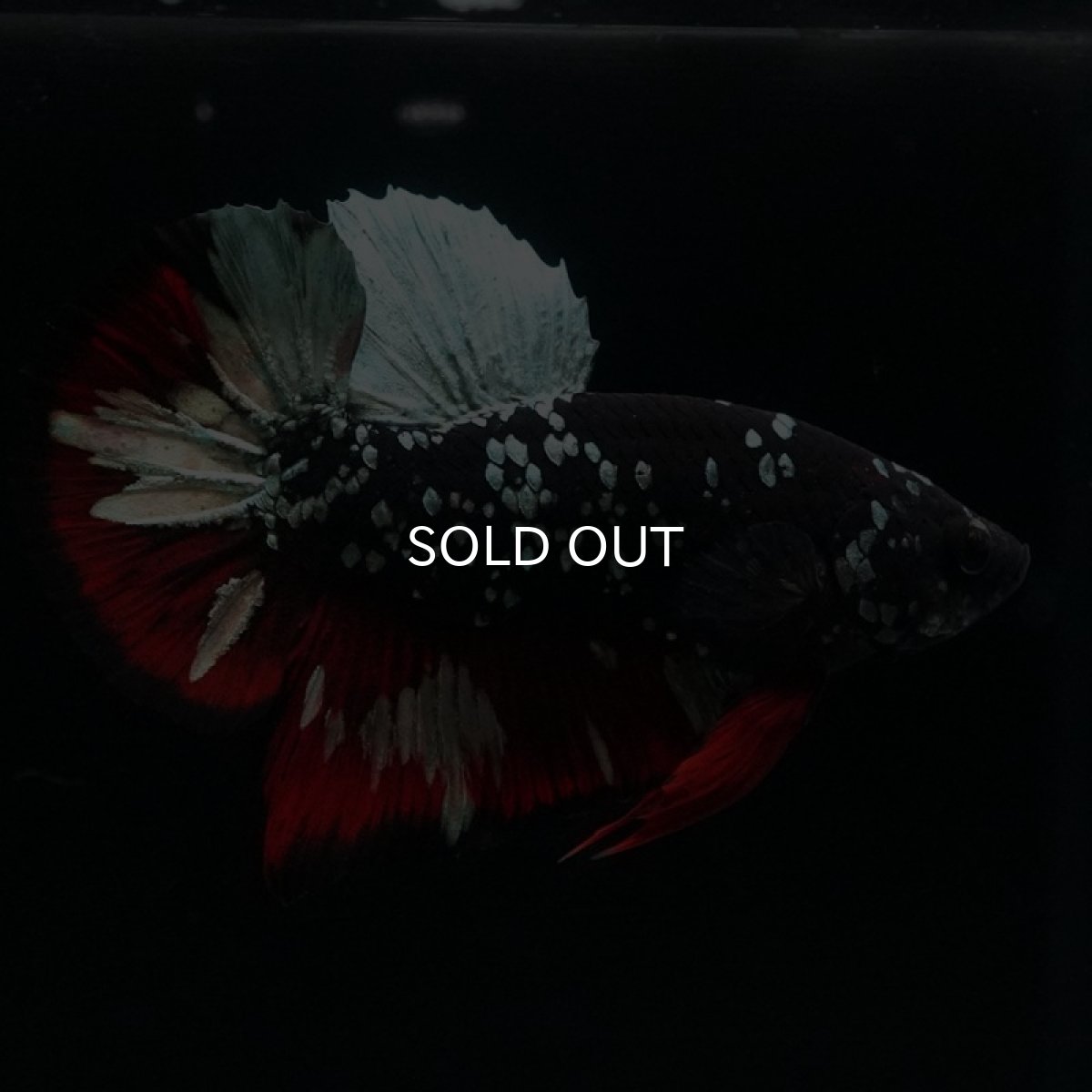 画像13: HMPK　ブラックカッパースター (13)