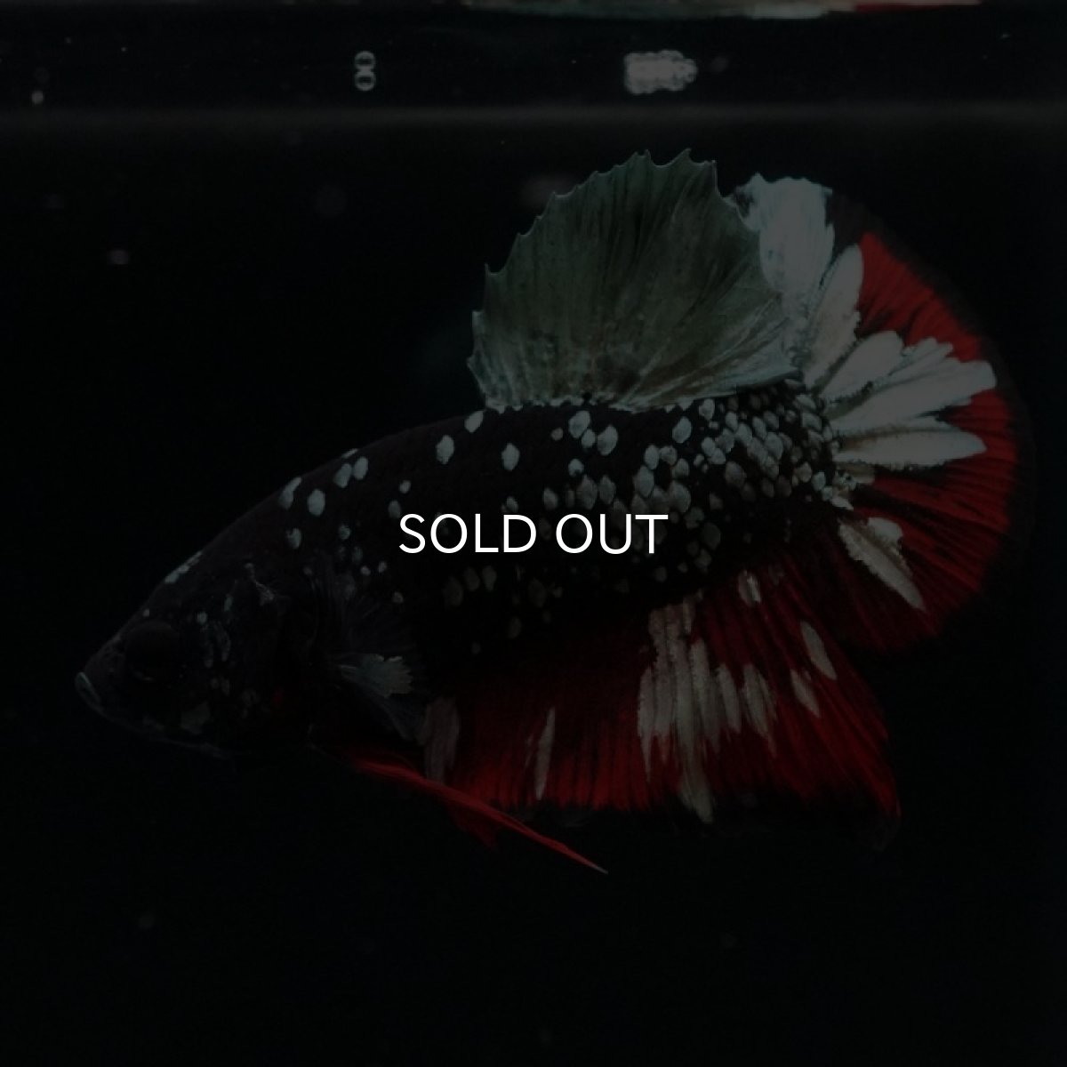 画像12: HMPK　ブラックカッパースター (12)