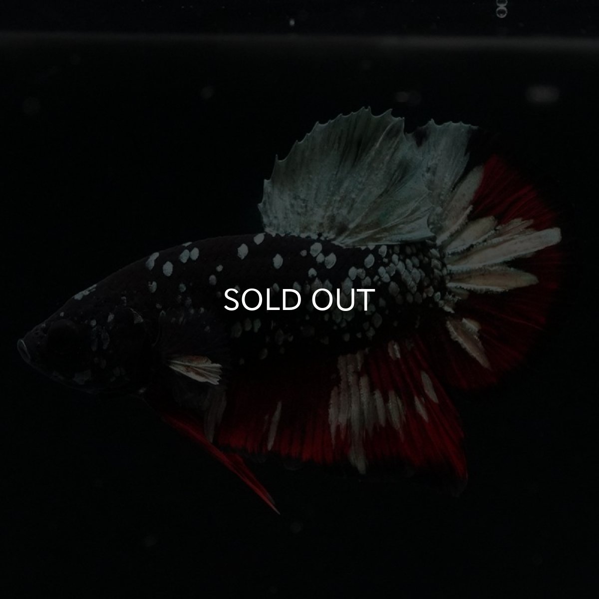 画像11: HMPK　ブラックカッパースター (11)