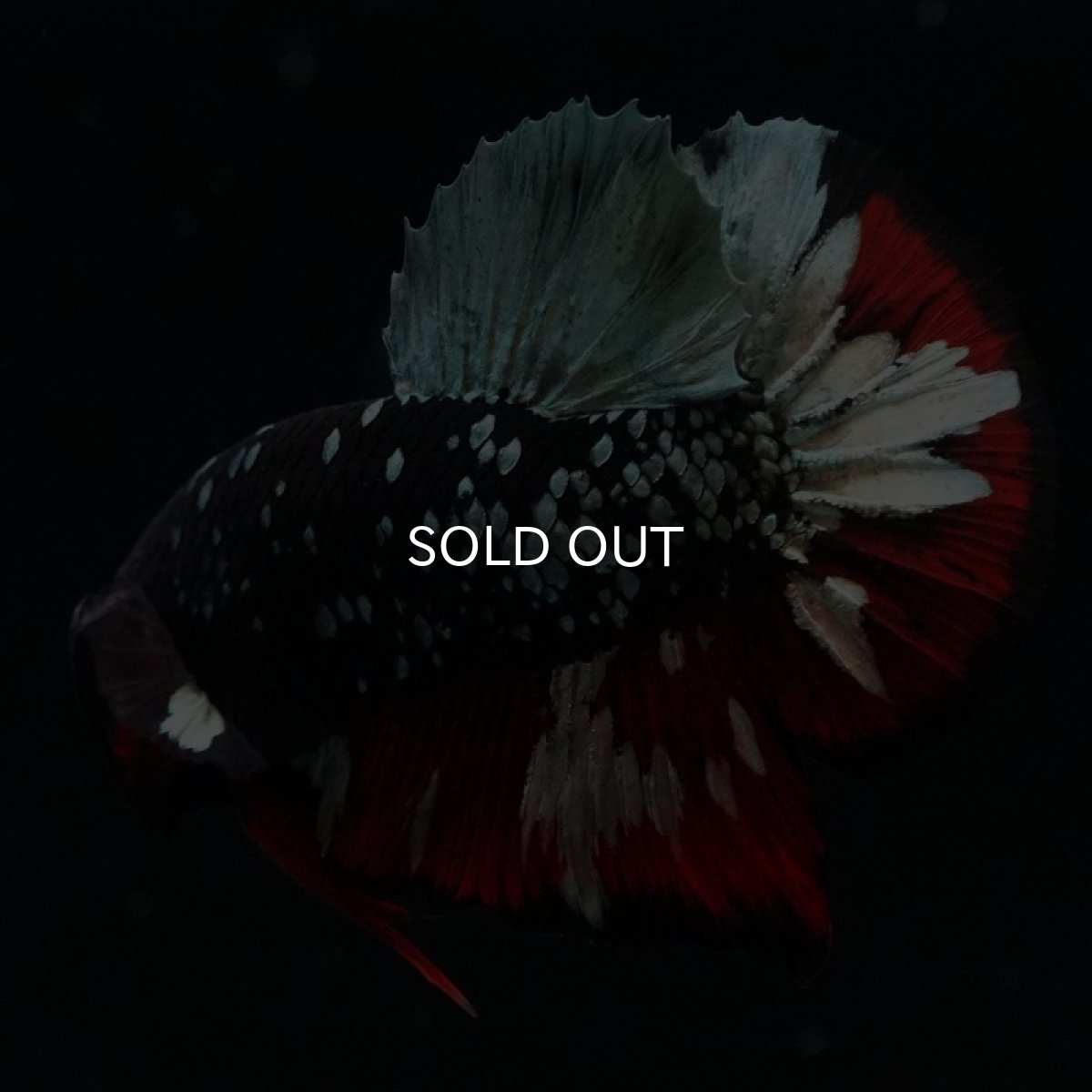 画像10: HMPK　ブラックカッパースター (10)