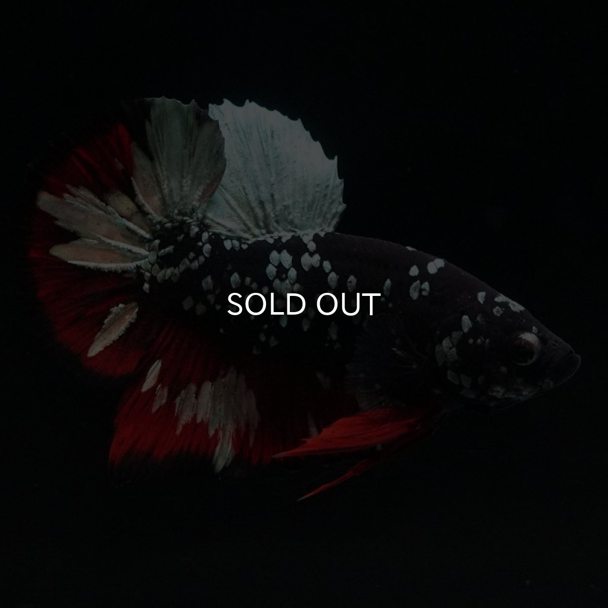 画像2: HMPK　ブラックカッパースター (2)