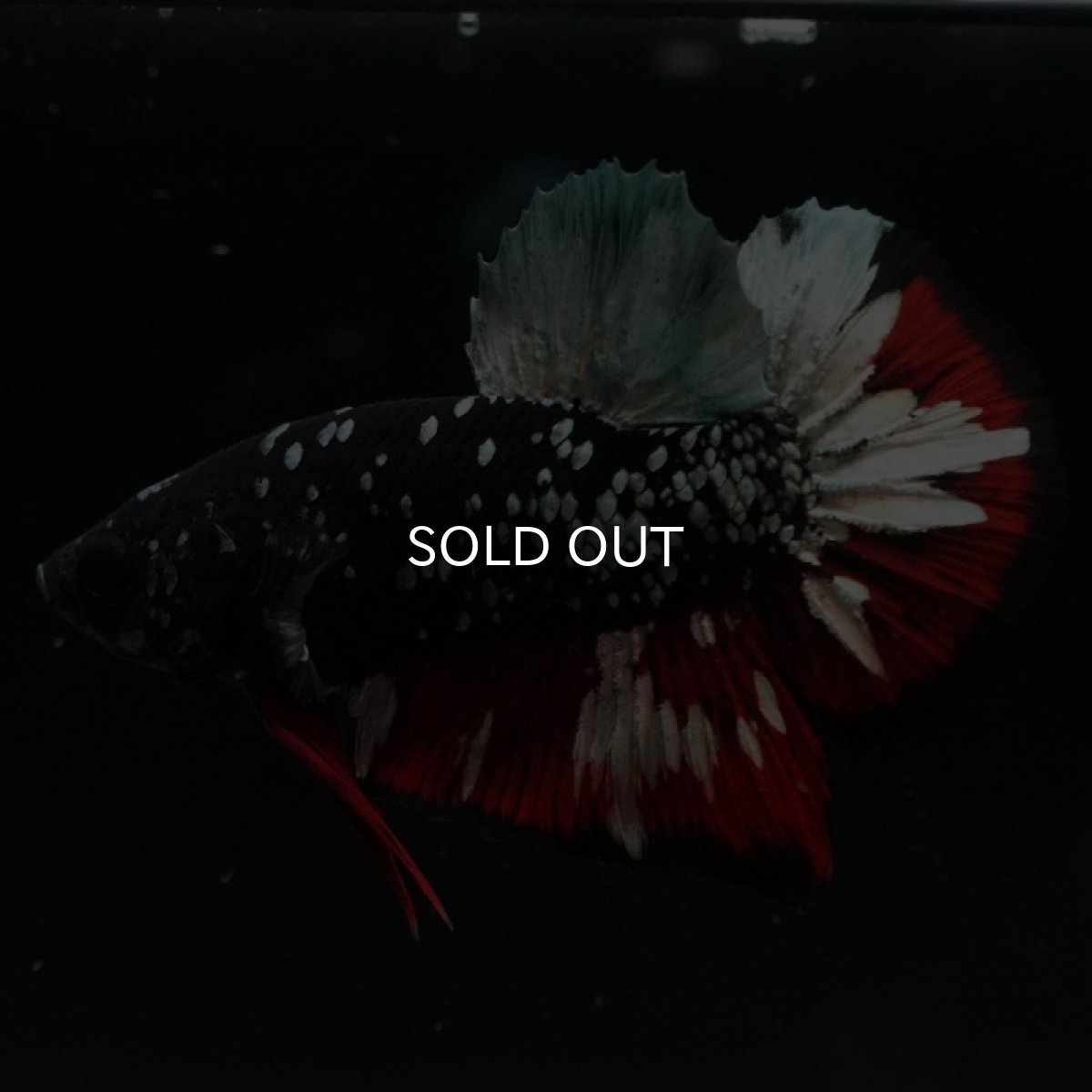 画像9: HMPK　ブラックカッパースター (9)