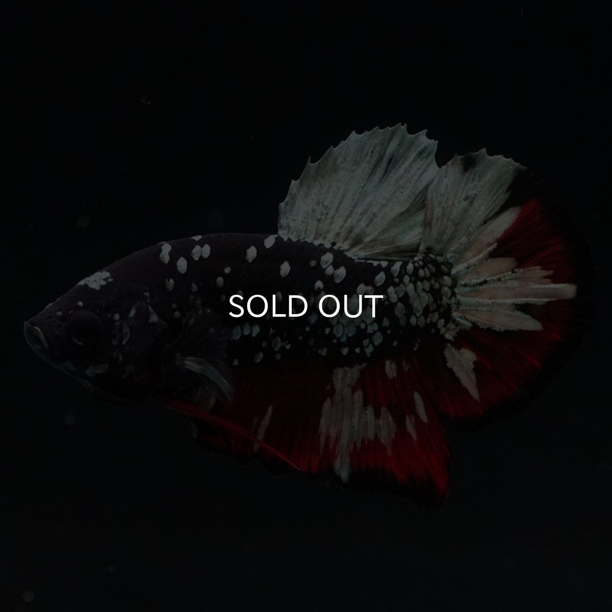 画像8: HMPK　ブラックカッパースター (8)