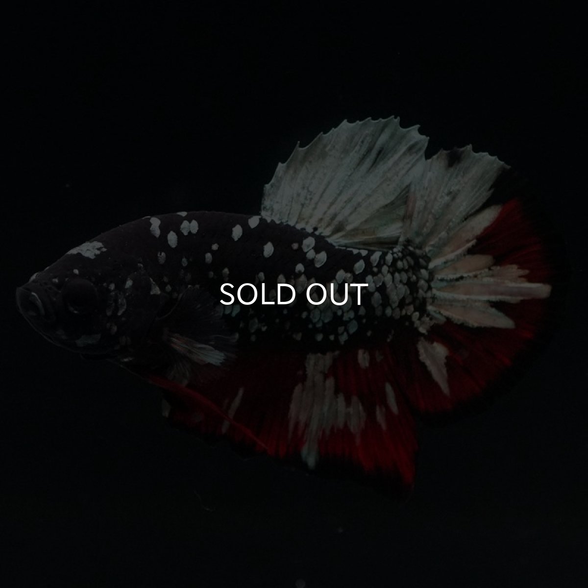 画像7: HMPK　ブラックカッパースター (7)