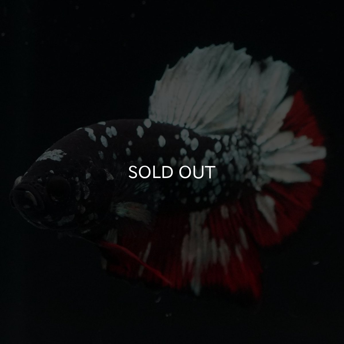 画像6: HMPK　ブラックカッパースター (6)