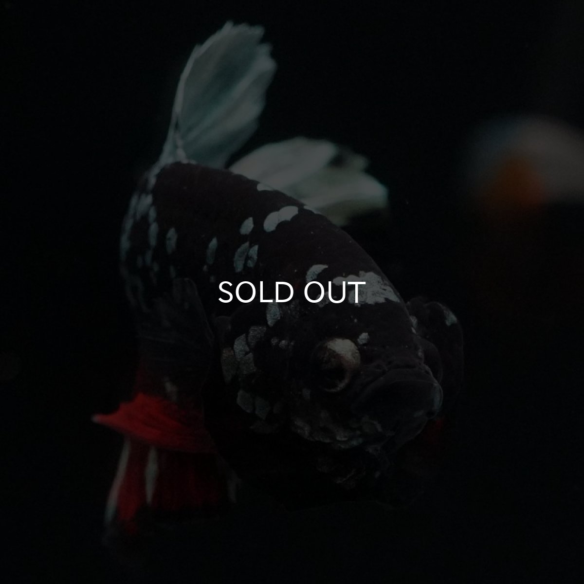 画像5: HMPK　ブラックカッパースター (5)