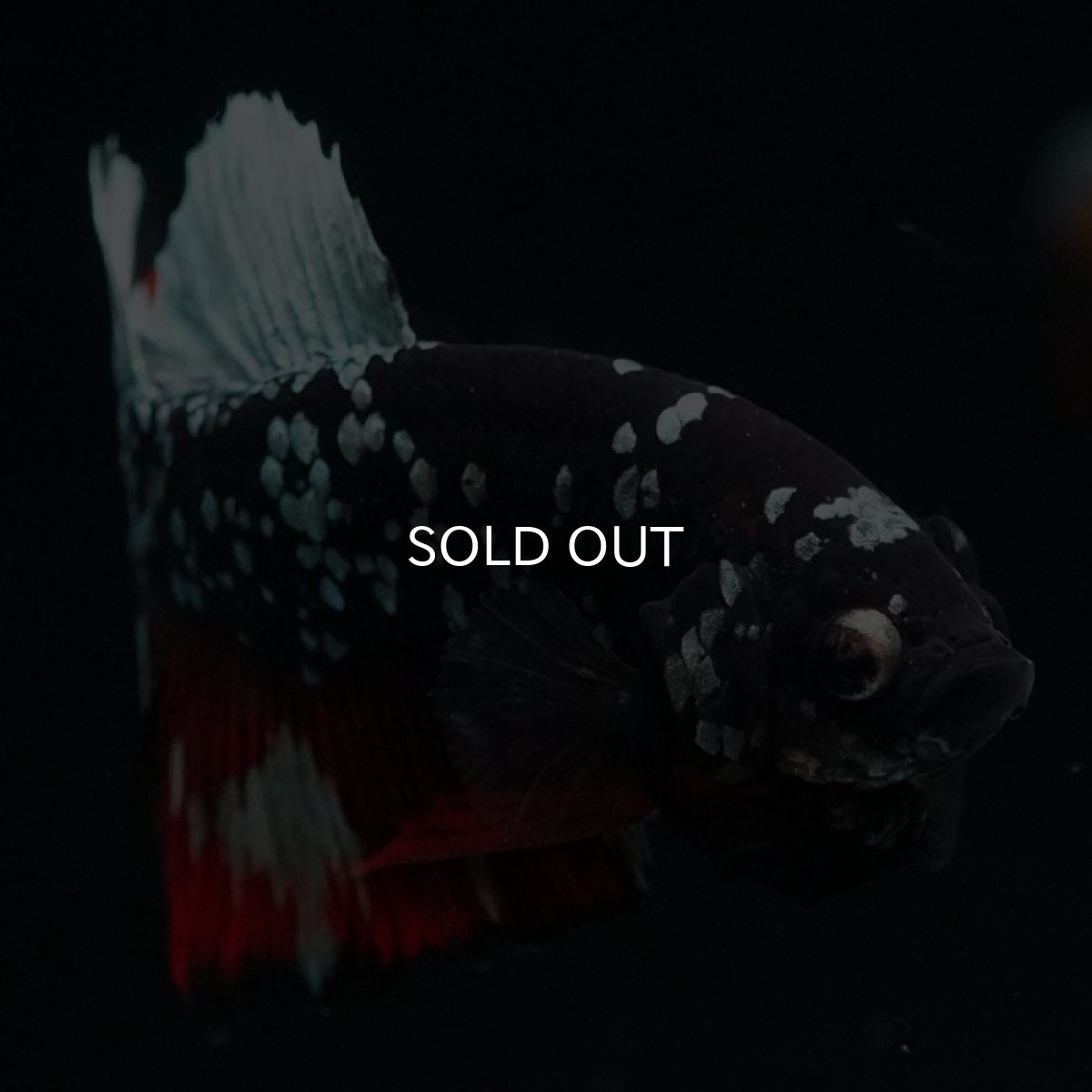 画像4: HMPK　ブラックカッパースター (4)