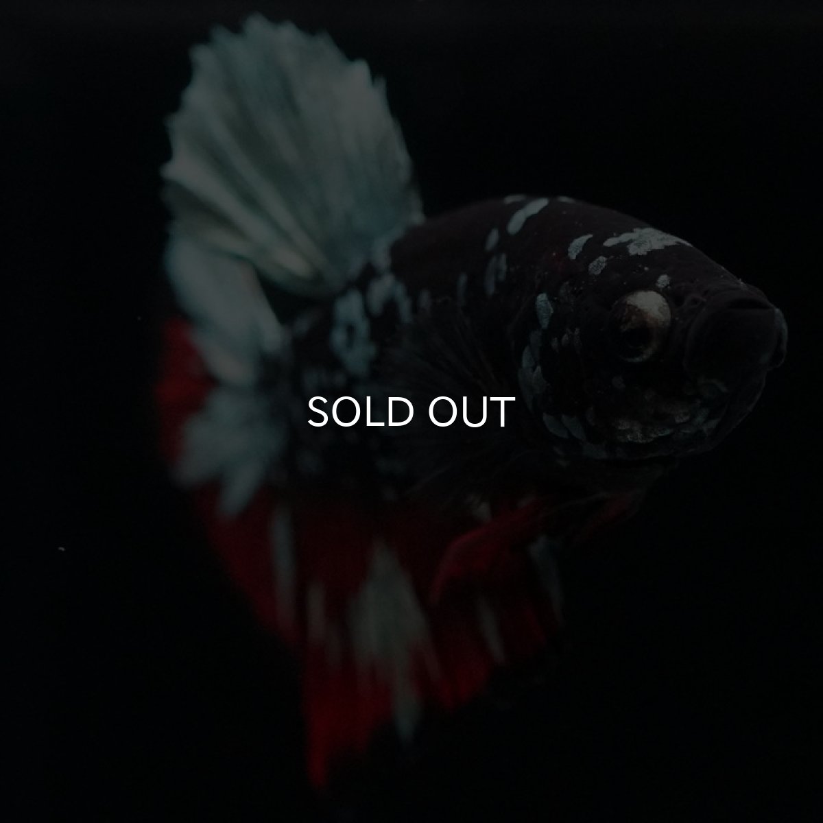 画像3: HMPK　ブラックカッパースター (3)