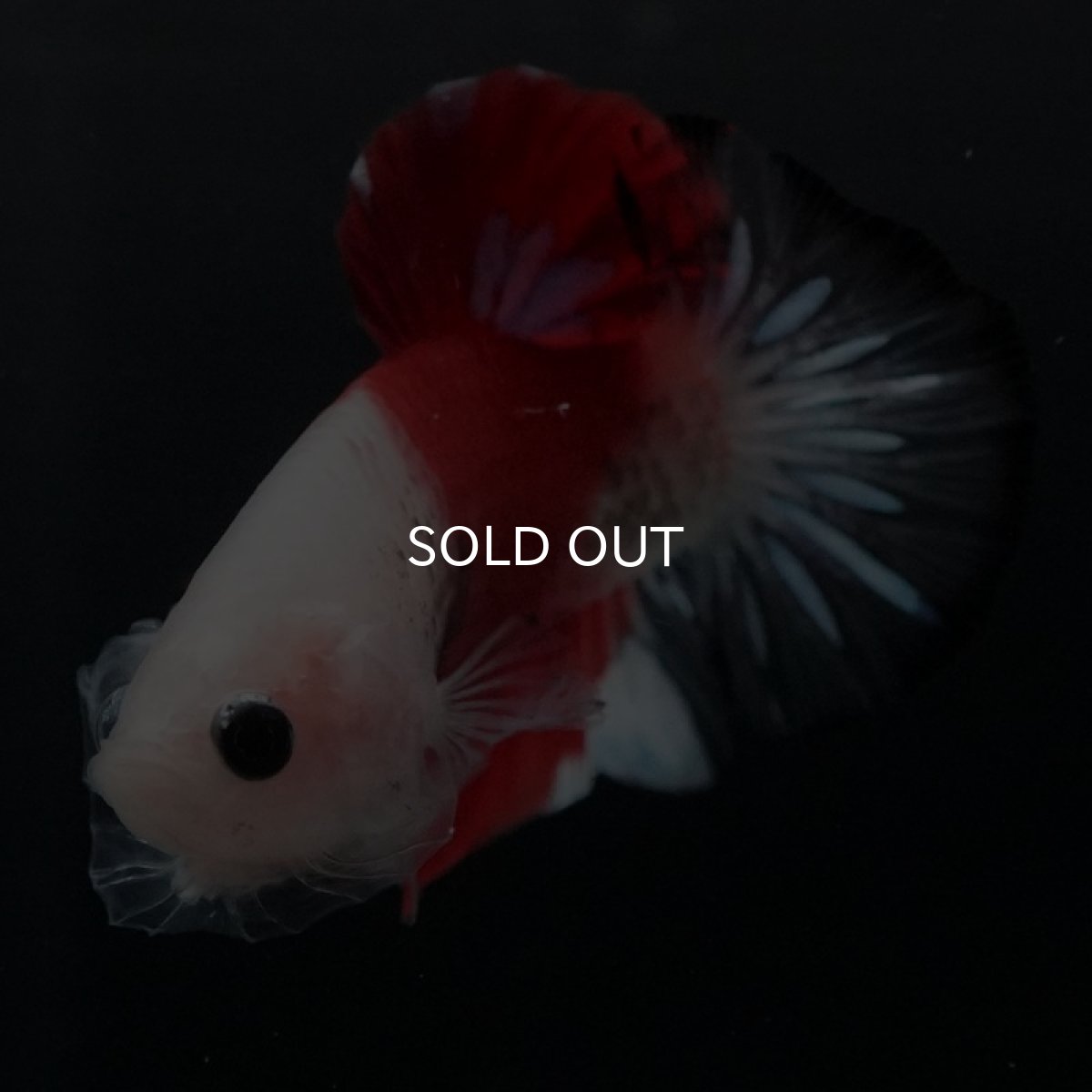 画像6: HMPK　紅白　クリアフィン (6)