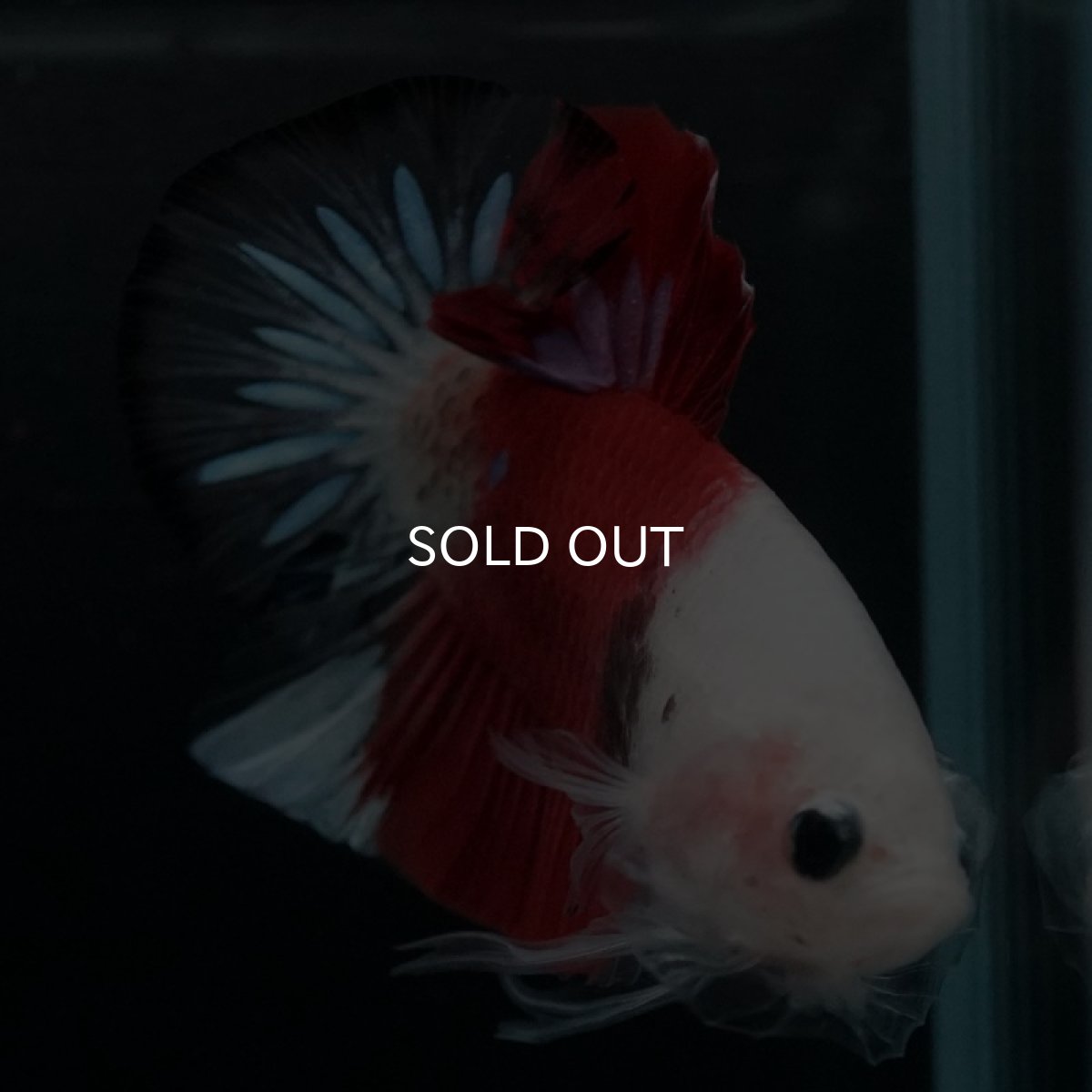 画像3: HMPK　紅白　クリアフィン (3)