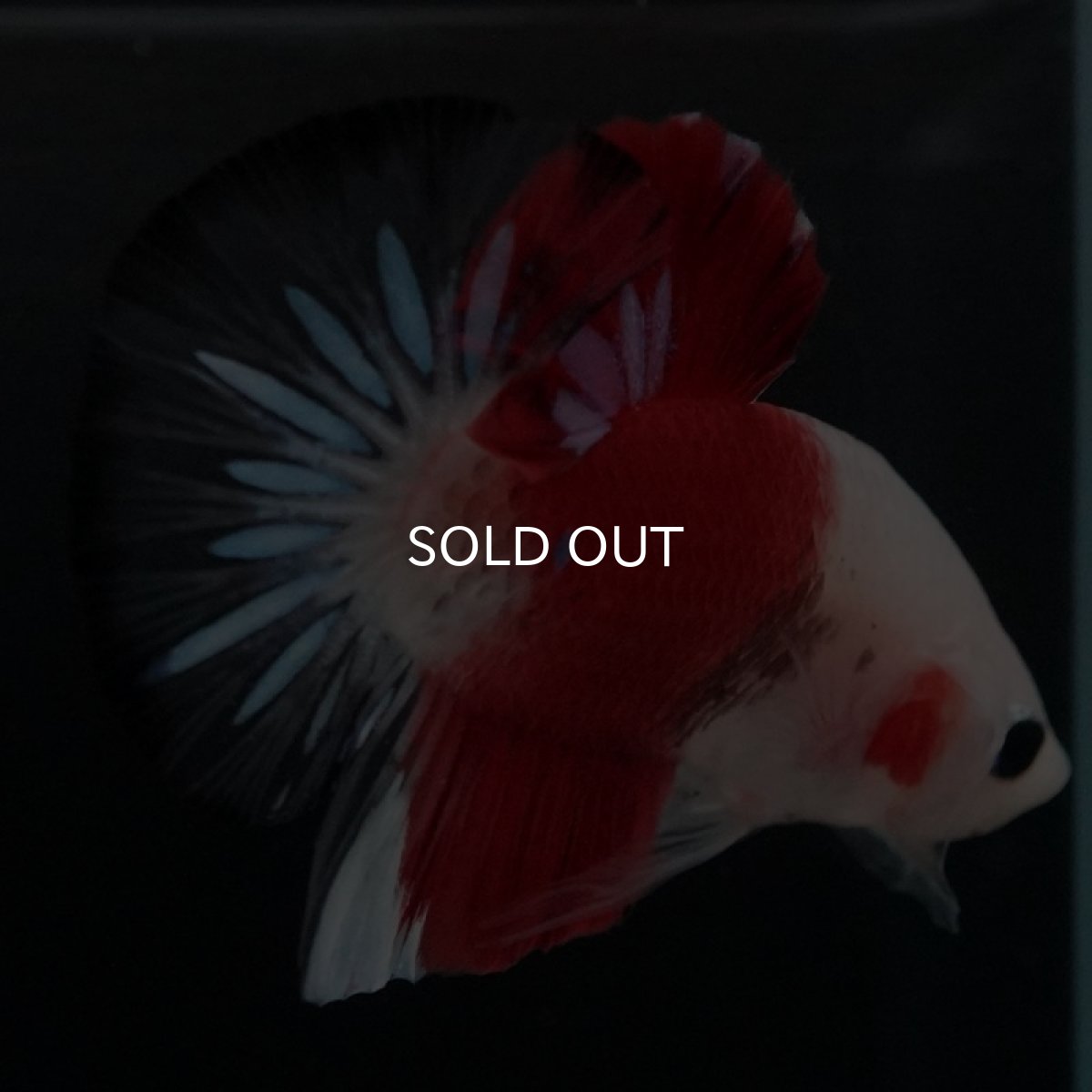 画像2: HMPK　紅白　クリアフィン (2)