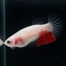 画像4: HMPK　紅白　クリアフィン　♀ (4)