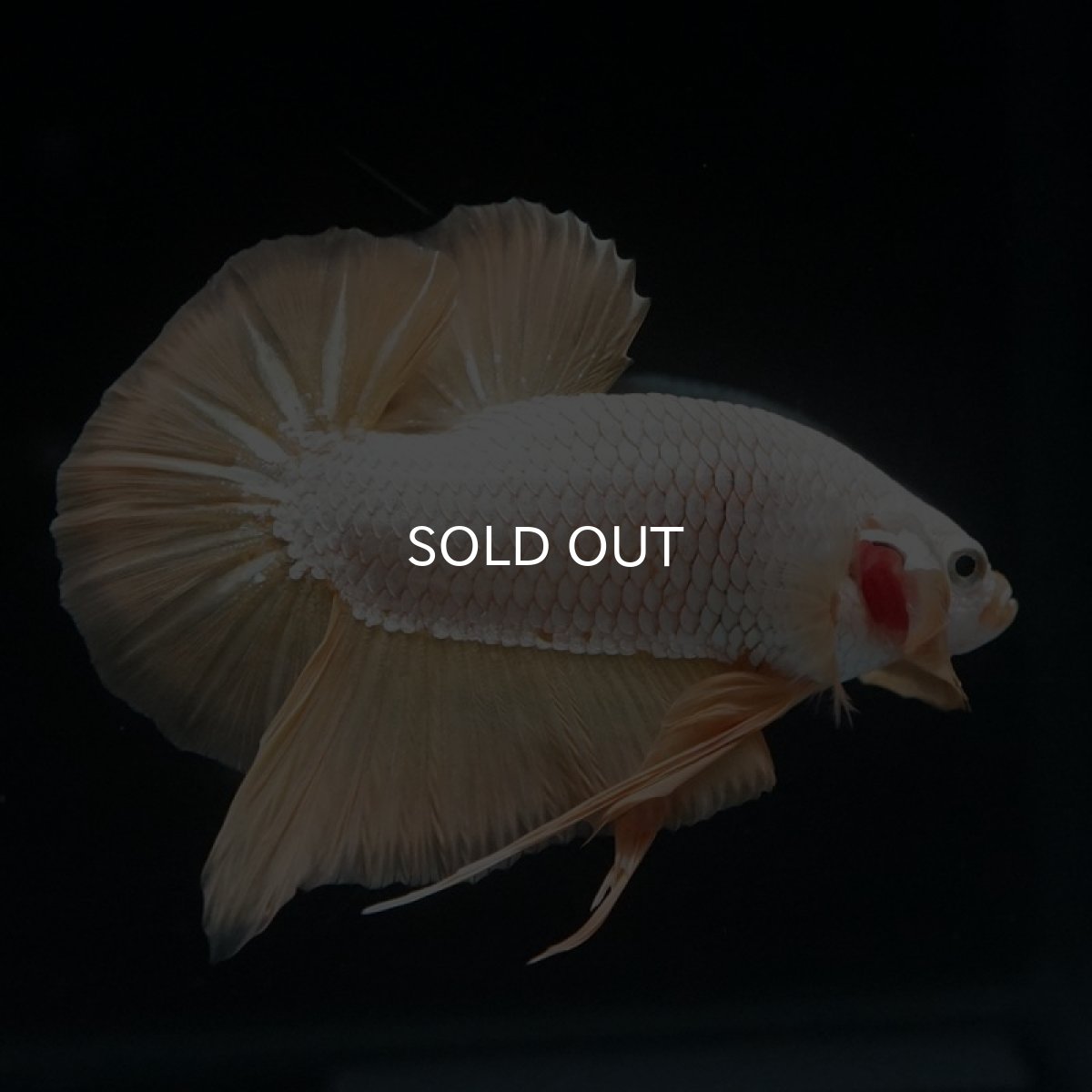 画像11: HMPK　プラチナイエロードラゴン (11)