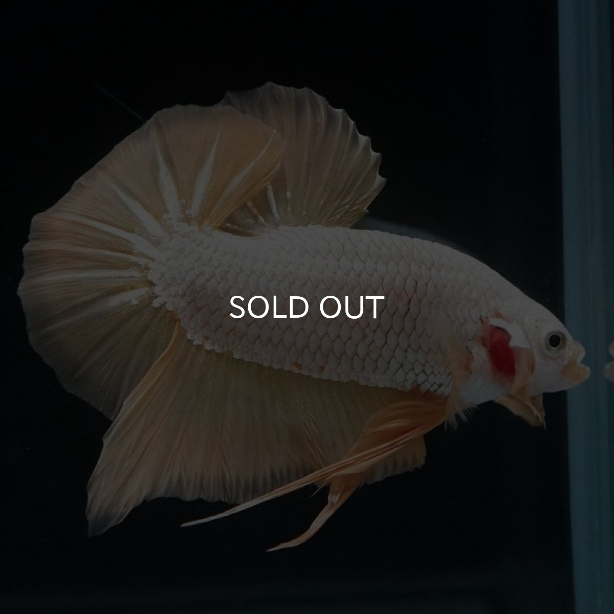 画像10: HMPK　プラチナイエロードラゴン (10)