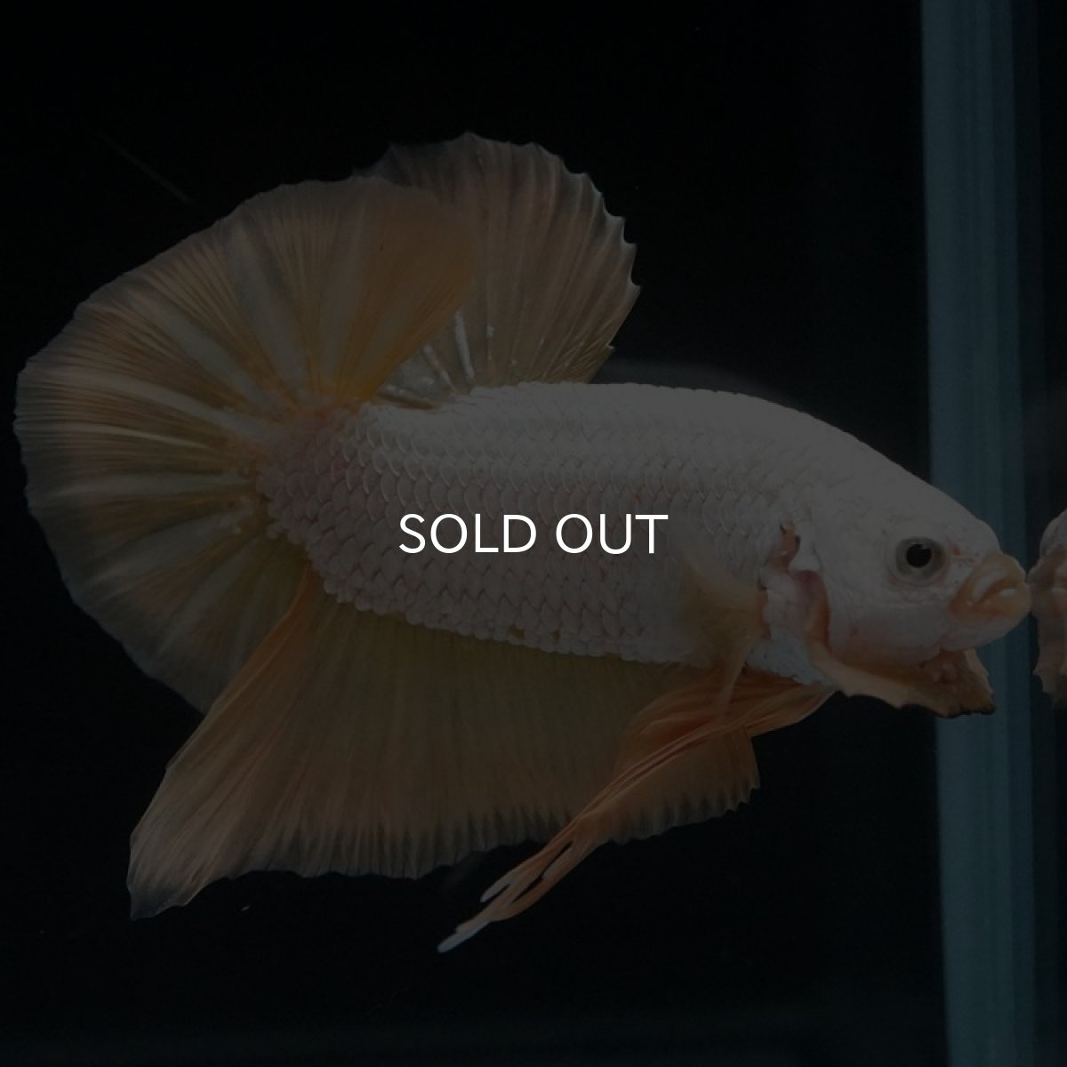 画像9: HMPK　プラチナイエロードラゴン (9)