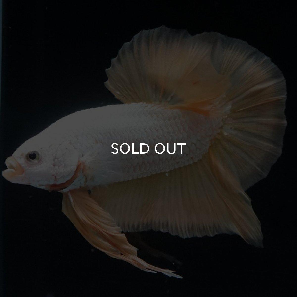 画像8: HMPK　プラチナイエロードラゴン (8)