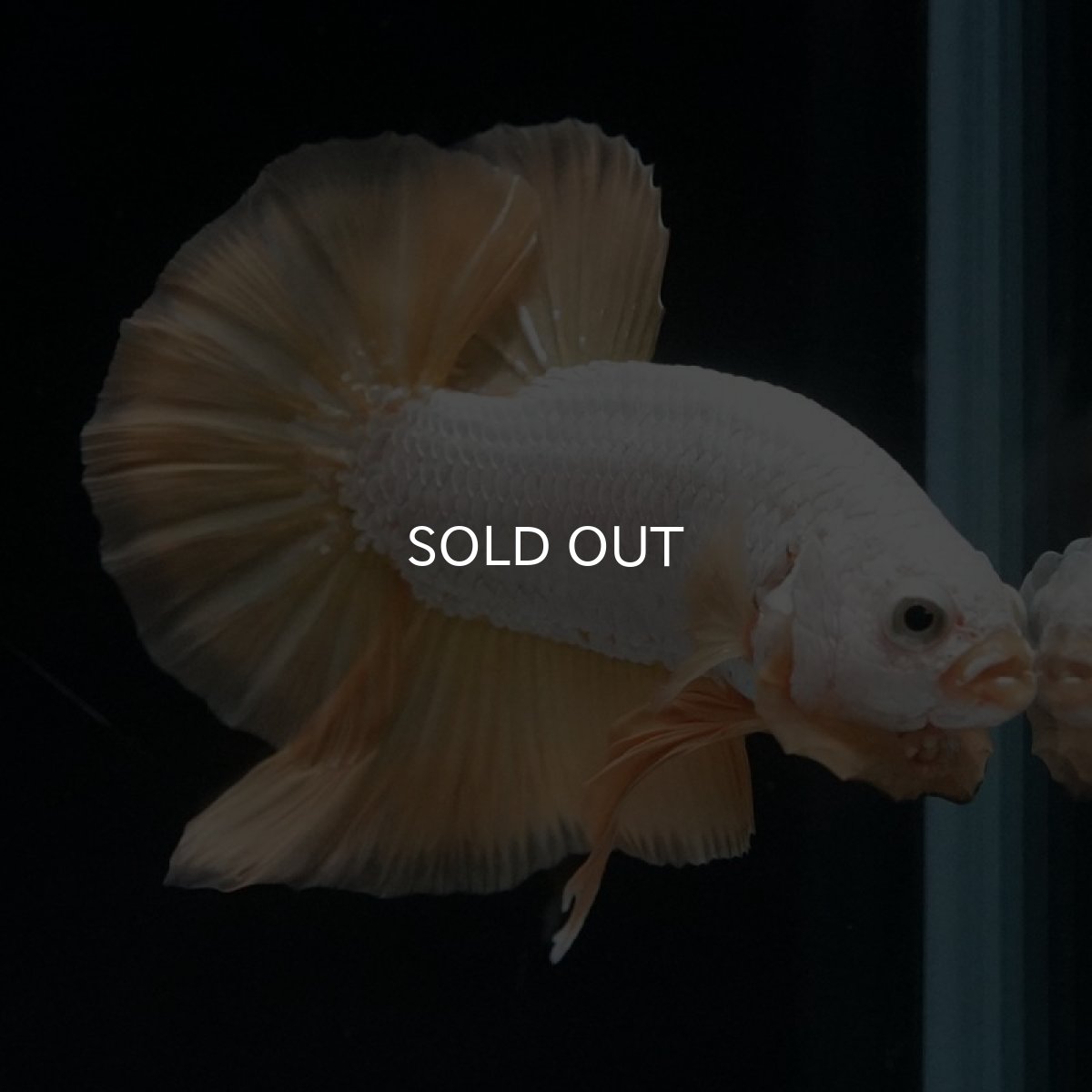 画像3: HMPK　プラチナイエロードラゴン (3)