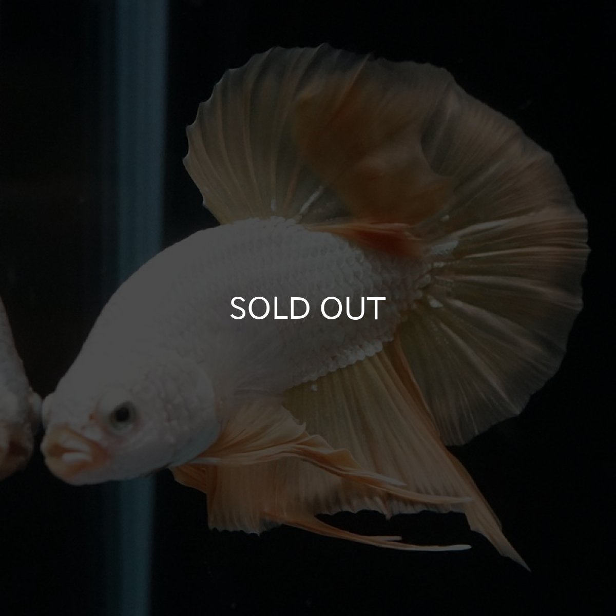 画像2: HMPK　プラチナイエロードラゴン (2)