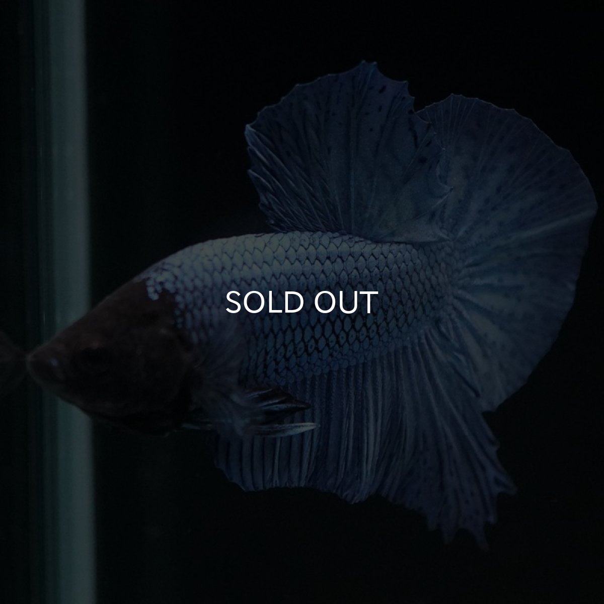 画像8: HMPK ソリッドブルー ブラックヘッド (8)