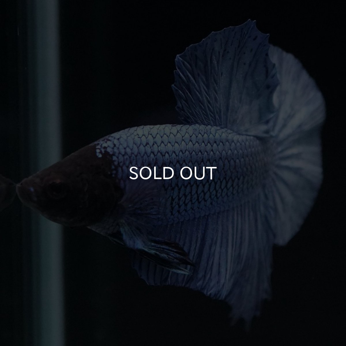 画像7: HMPK ソリッドブルー ブラックヘッド (7)