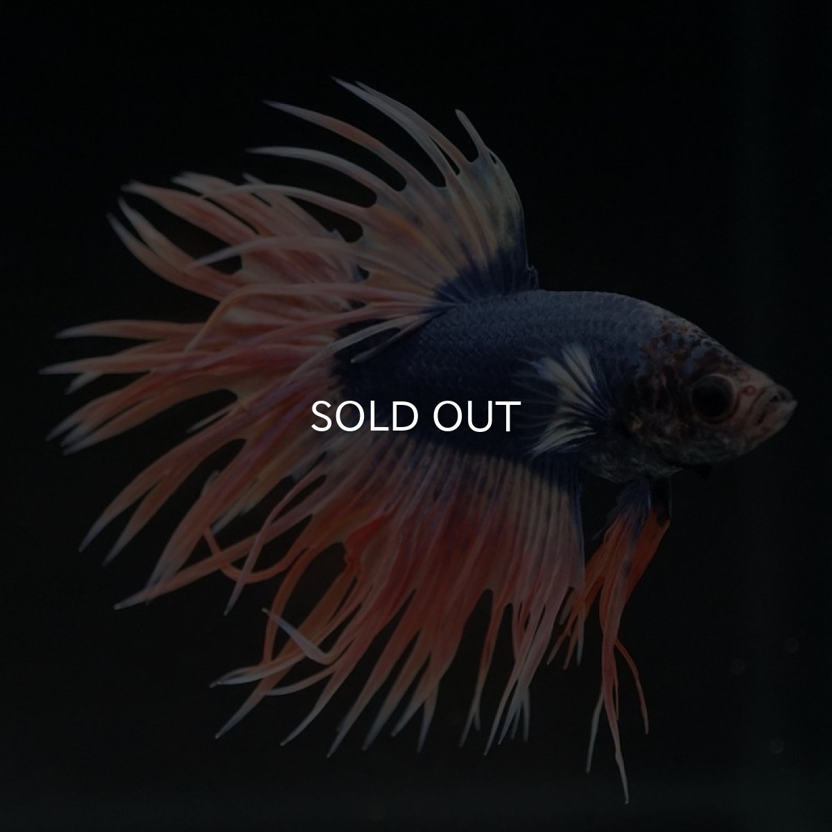 画像3: CT イエローブルー (3)