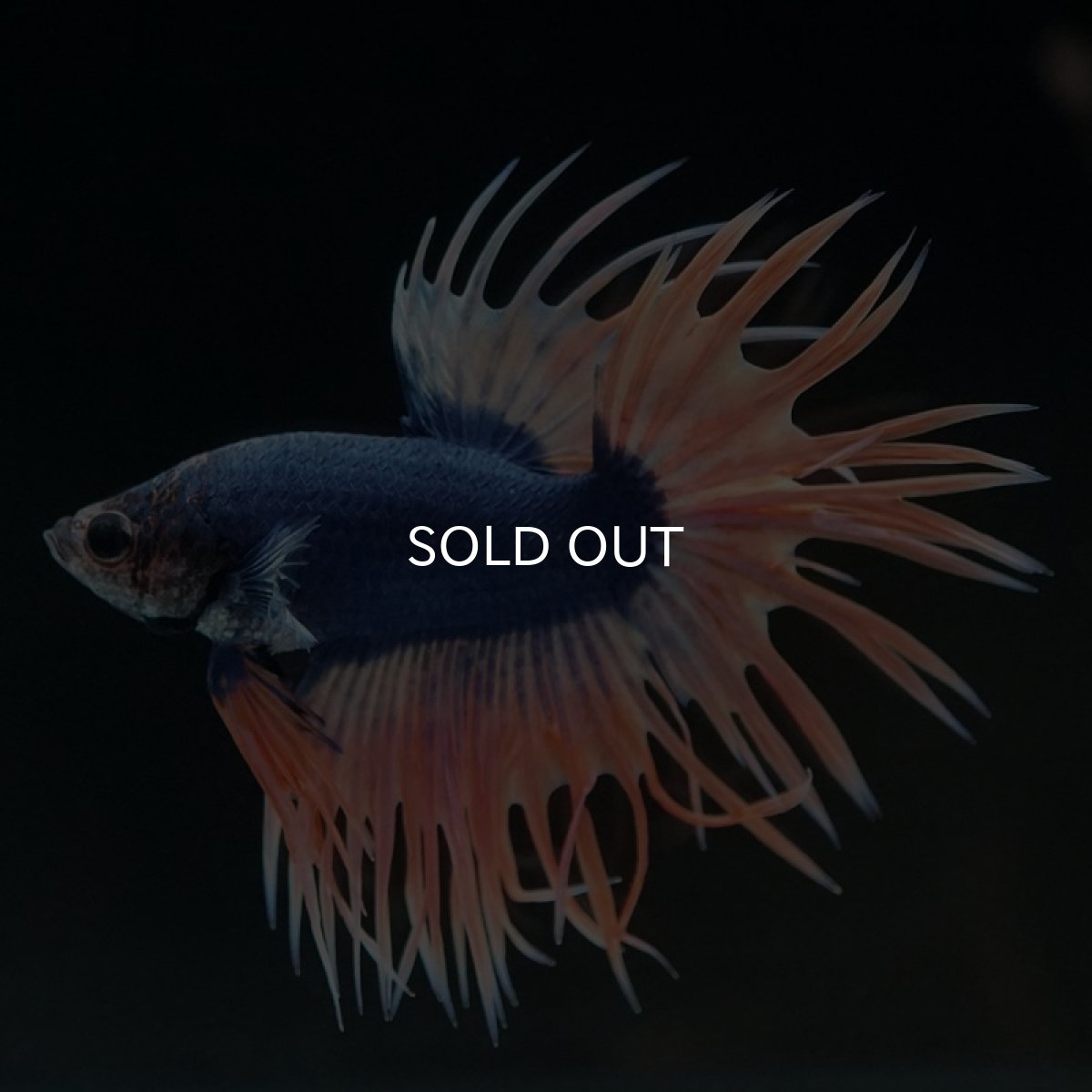 画像2: CT イエローブルー (2)