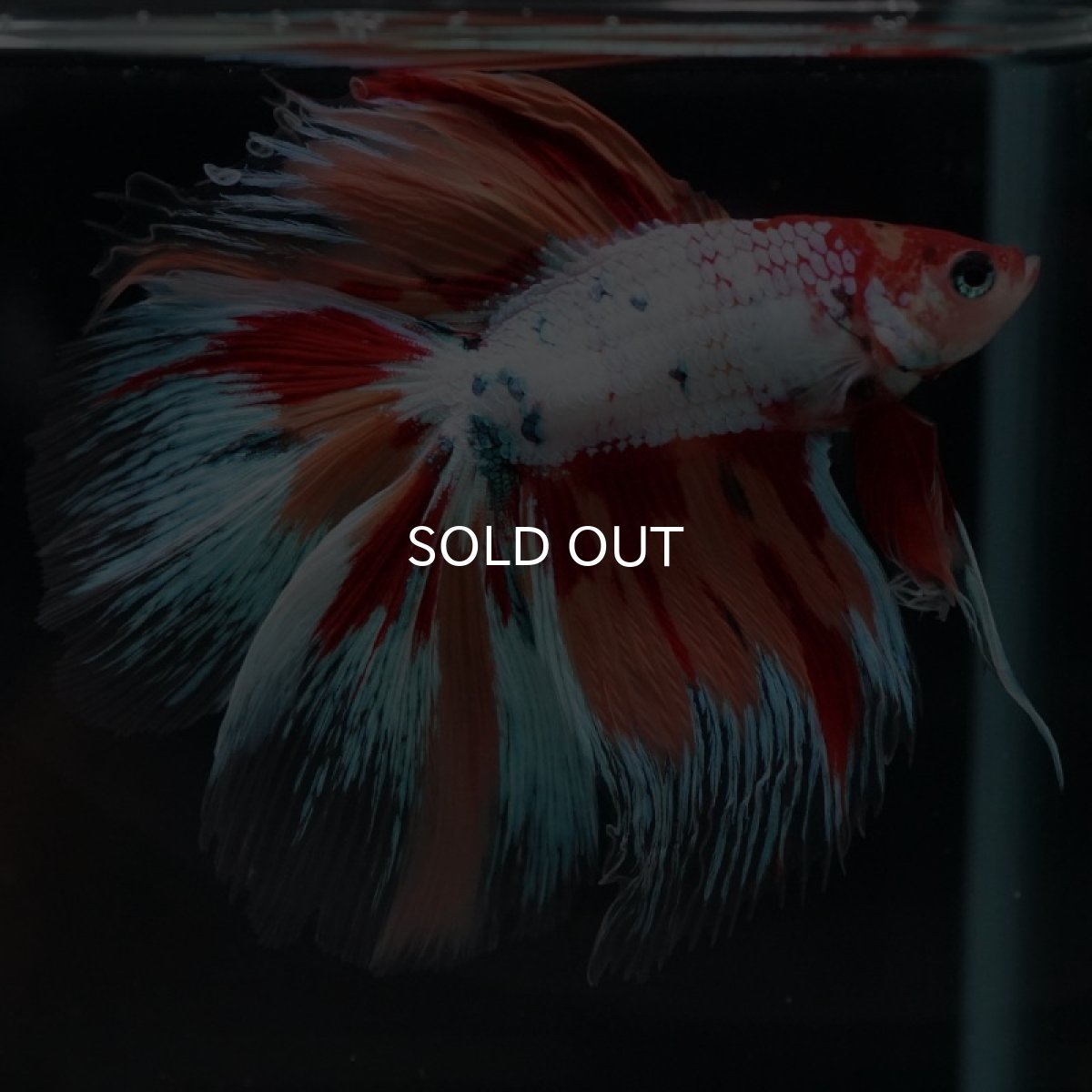 画像6: FM キャンディレインボー (6)