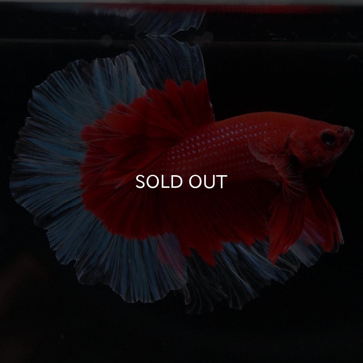 画像3: HM　レッドバタフライクリアフィン (3)