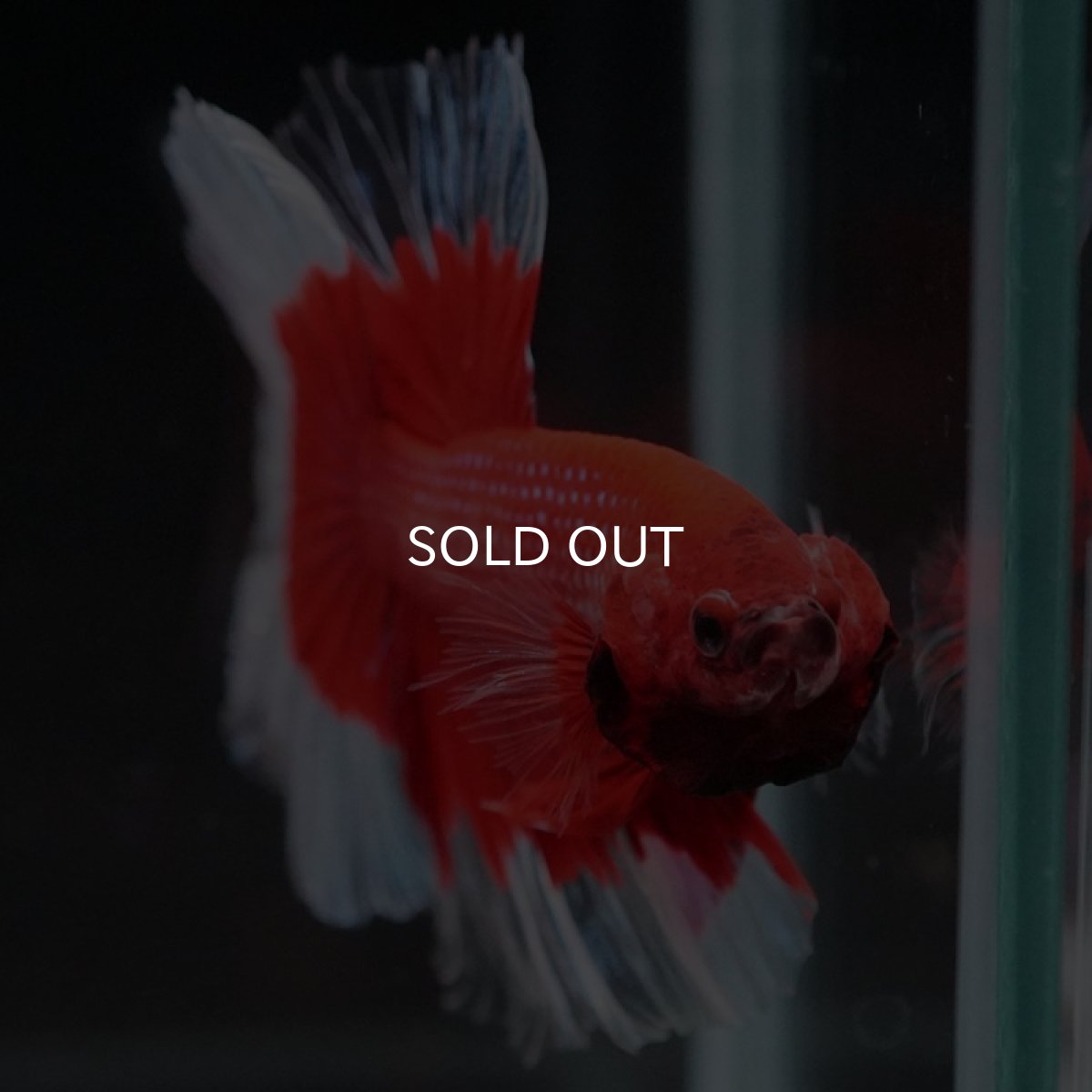 画像4: HM　レッドバタフライクリアフィン (4)