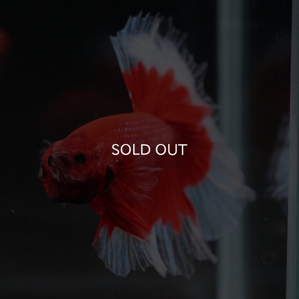 画像2: HM　レッドバタフライクリアフィン (2)