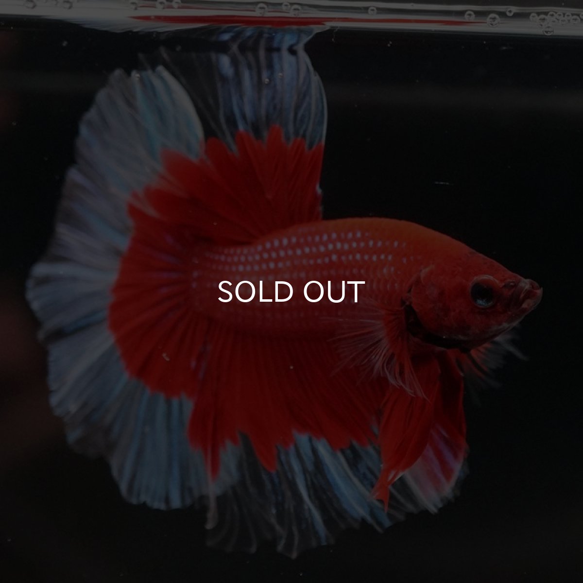 画像6: HM　レッドバタフライクリアフィン (6)