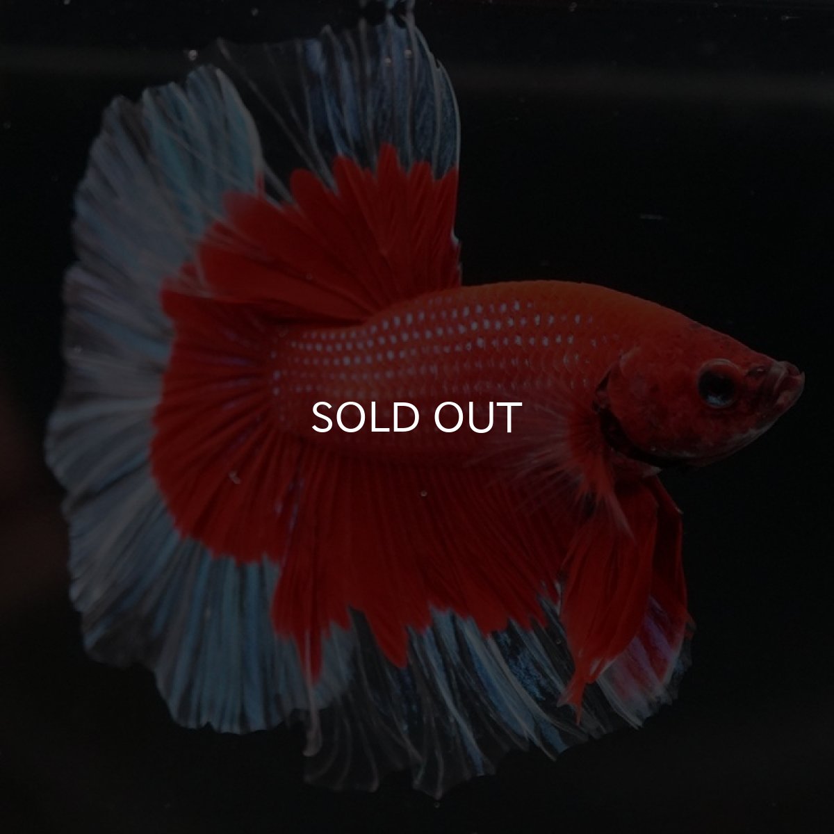 画像5: HM　レッドバタフライクリアフィン (5)