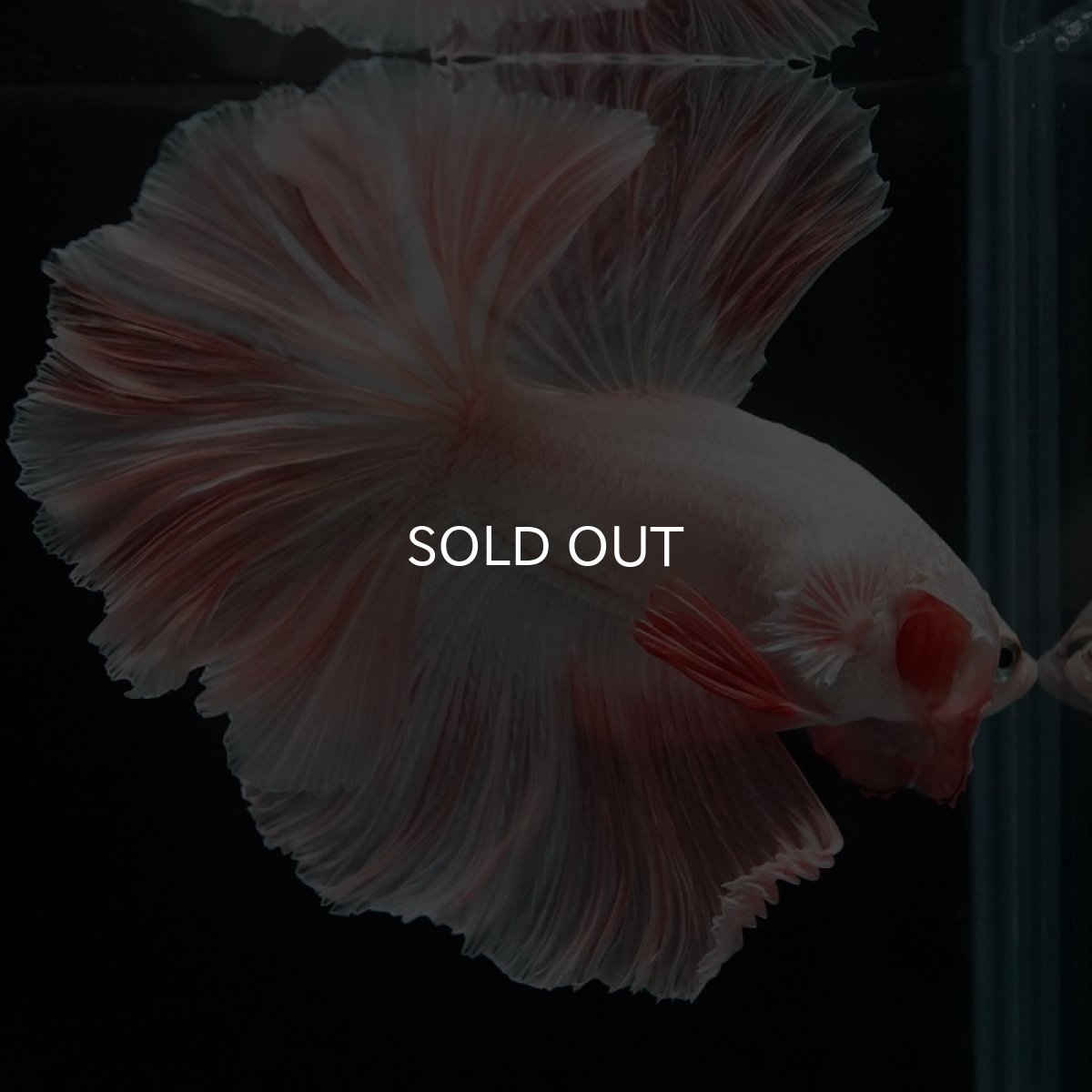 画像13: HM オレンジドラゴン ローズテール (13)