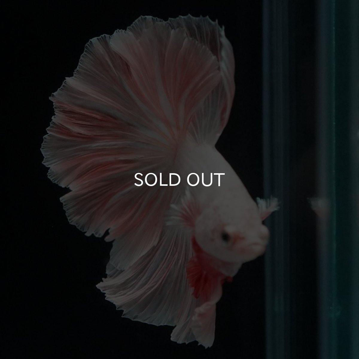 画像12: HM オレンジドラゴン ローズテール (12)