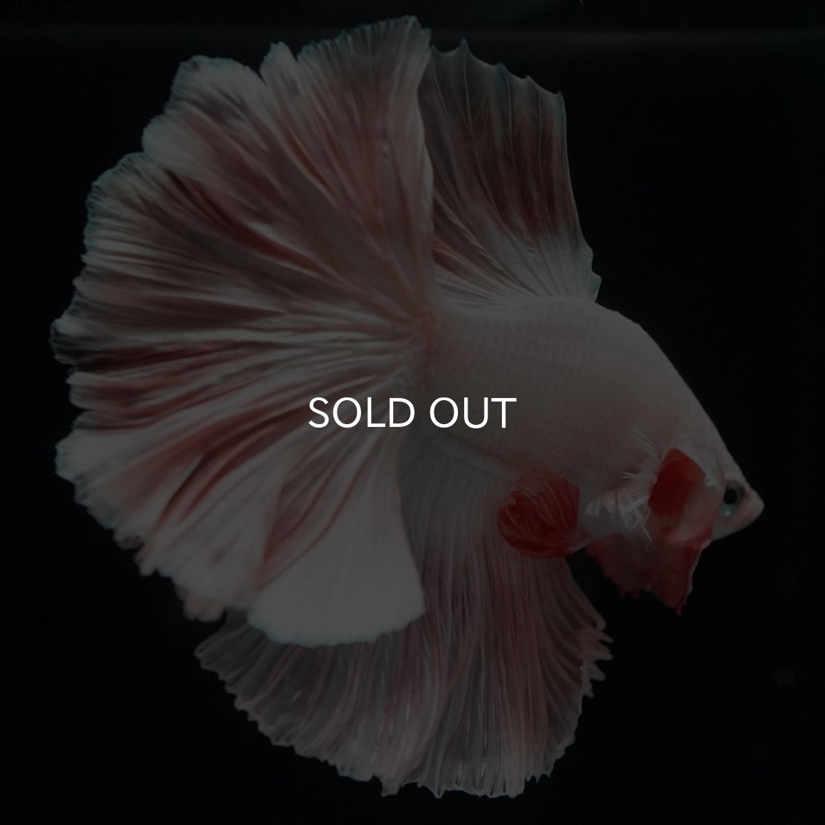 画像11: HM オレンジドラゴン ローズテール (11)