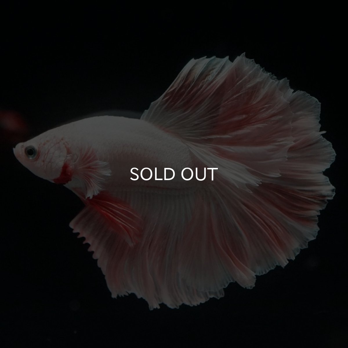 画像4: HM オレンジドラゴン ローズテール (4)